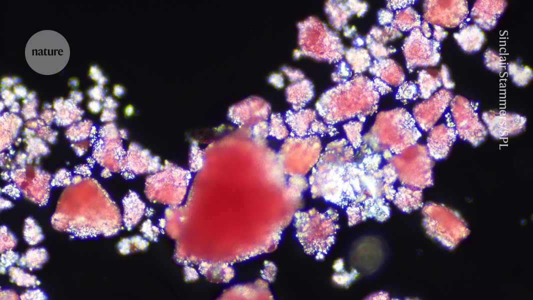 Microplastics block blood flow in the brain, a mouse study reveals
