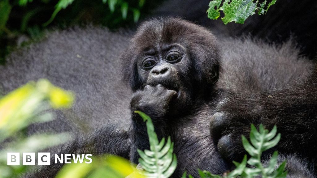 Financing Treaty of Nations to Reversal wildlife falls