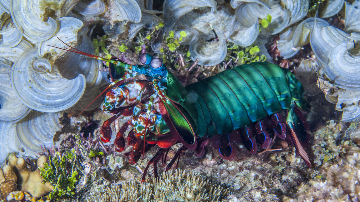 The seemingly indestructible fists of the stock market shrimp can take a blow
