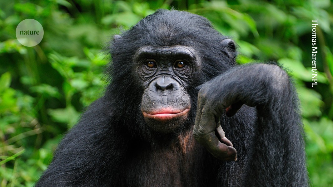 Bonobos know when you know – and when you are not