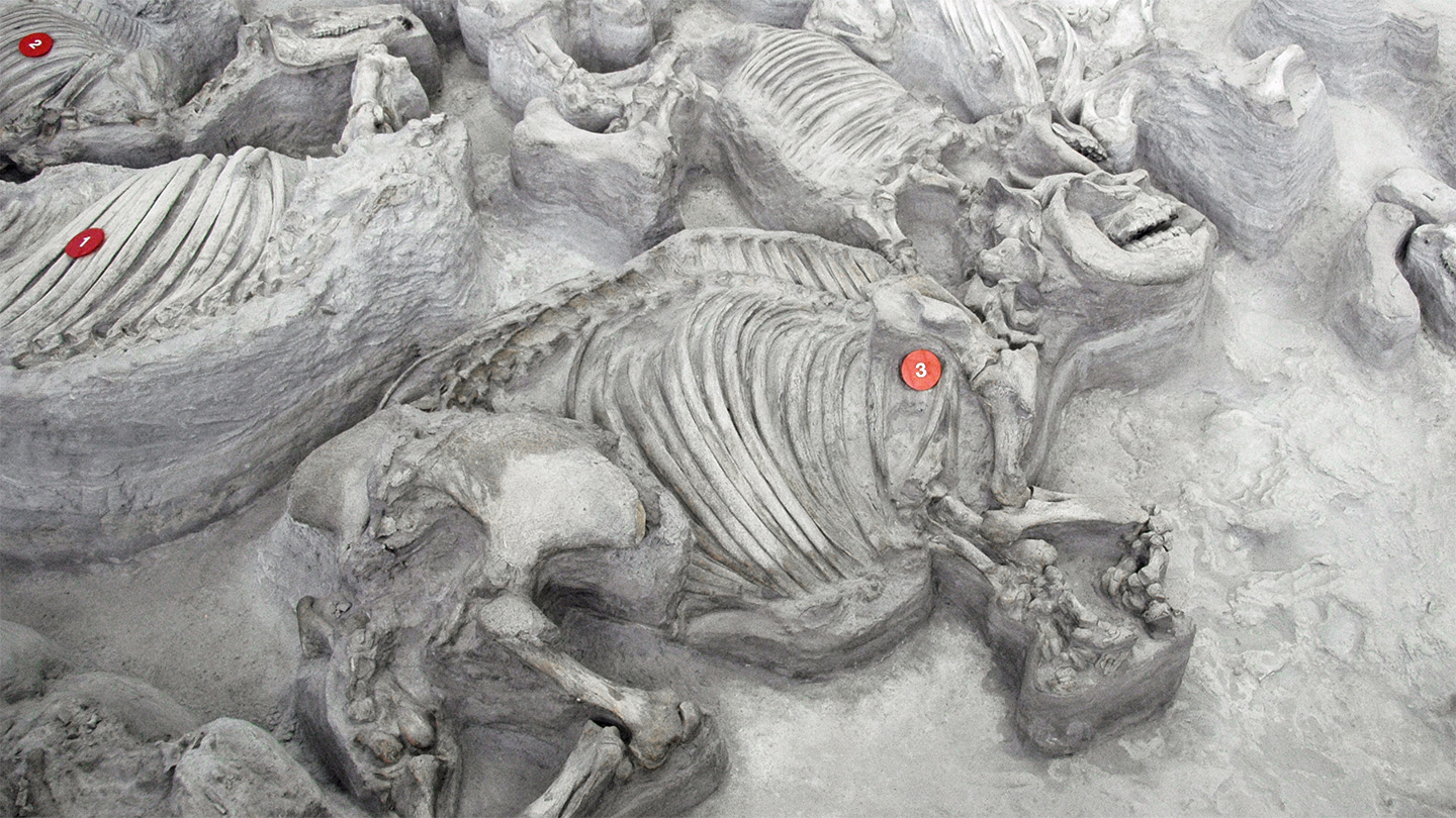 Ancient, water-loving rhinos gathered in big, hippolike herds