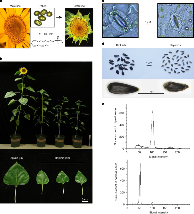 Haploid facultative parthenogenesis in sunflower sexual reproduction