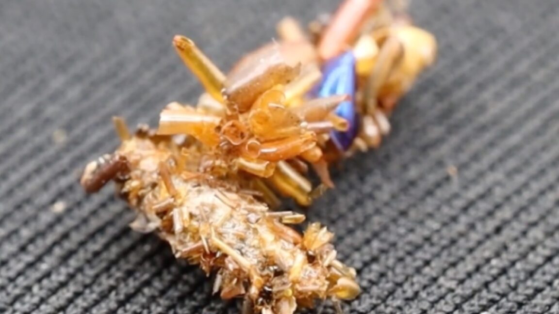 large bone collector spider feeding on a smaller one