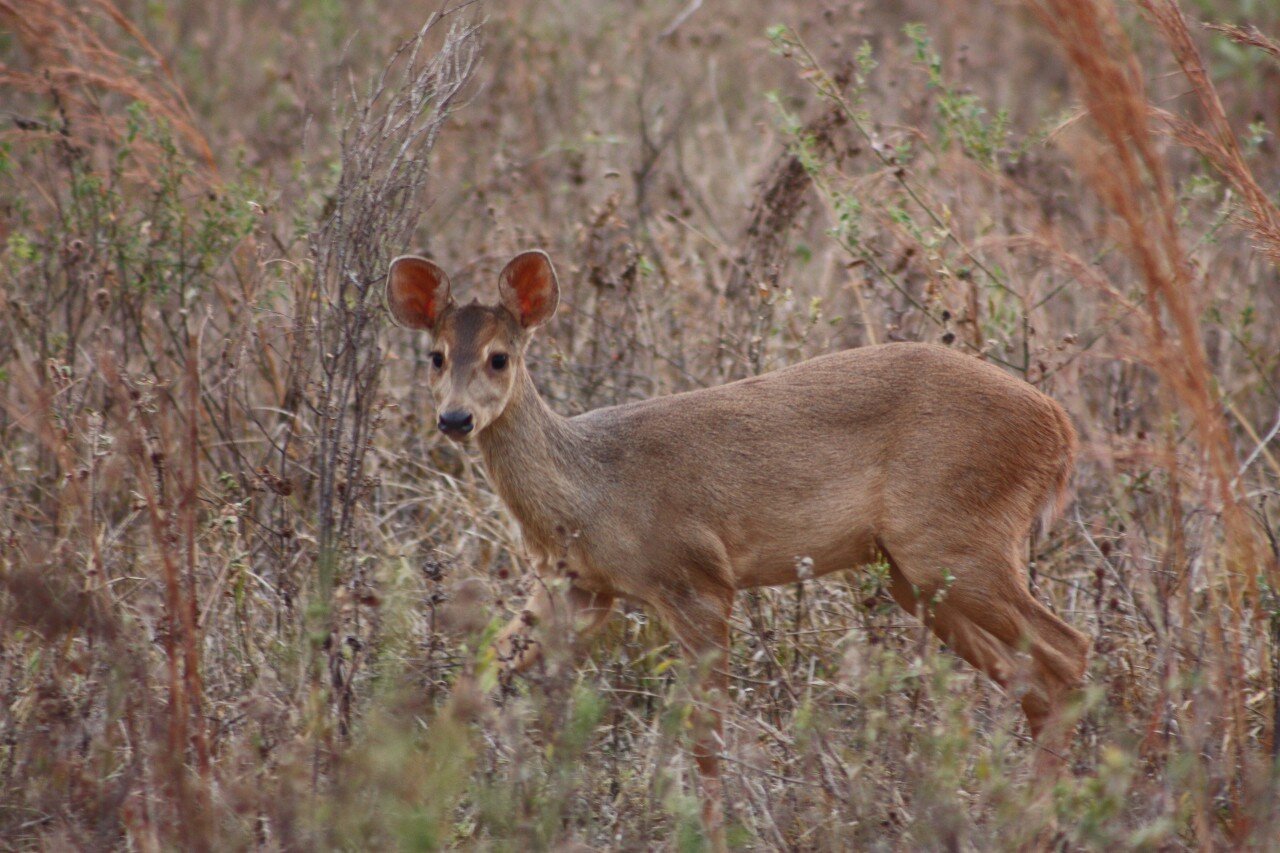 Human threats outweigh the natural factors in the design of deer population in the Atlantic rainforest
