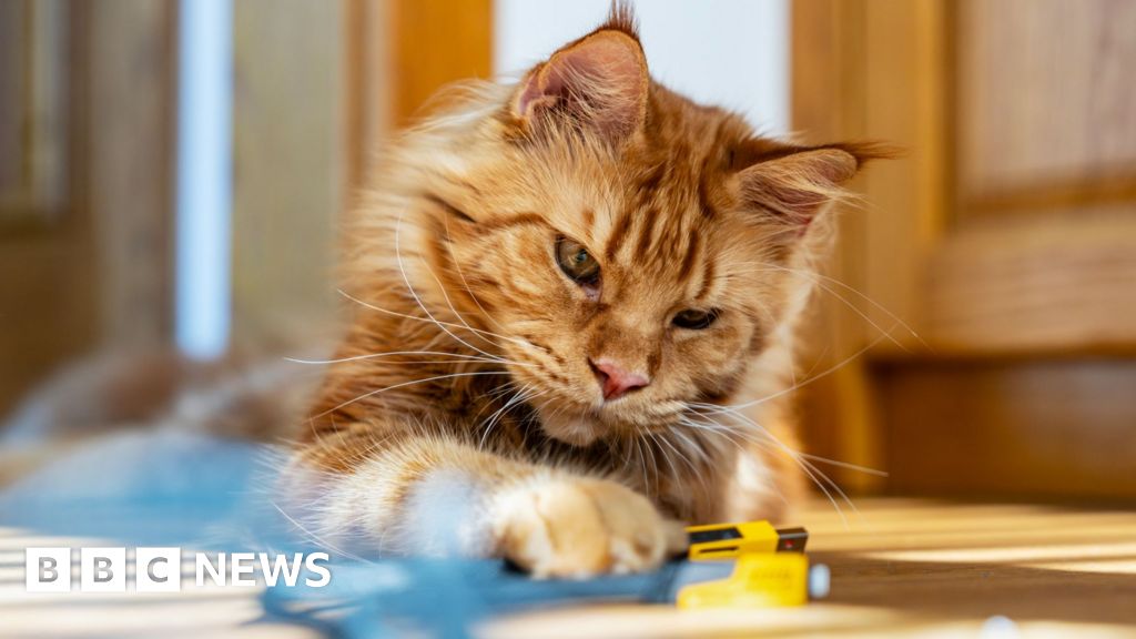 Discovered decades long mystery of cats of ginger