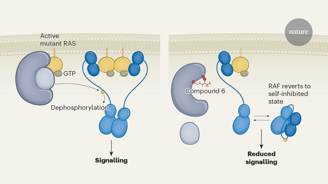 Blocking a key node in cancer signaling unlocks therapeutic potential