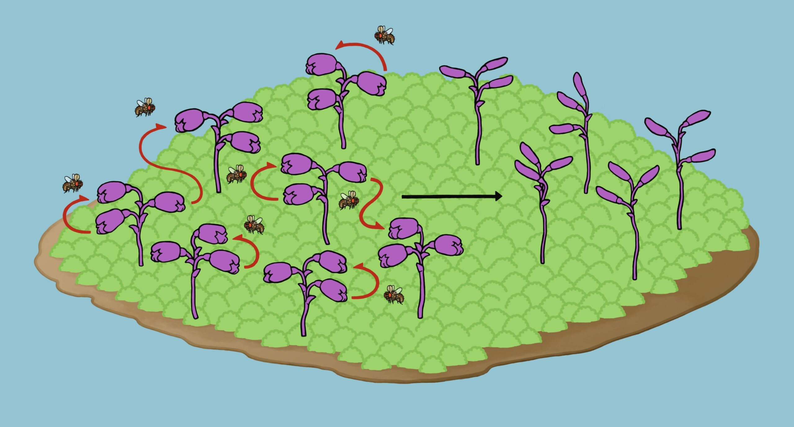About the origin (and fate) of plants that never bloom