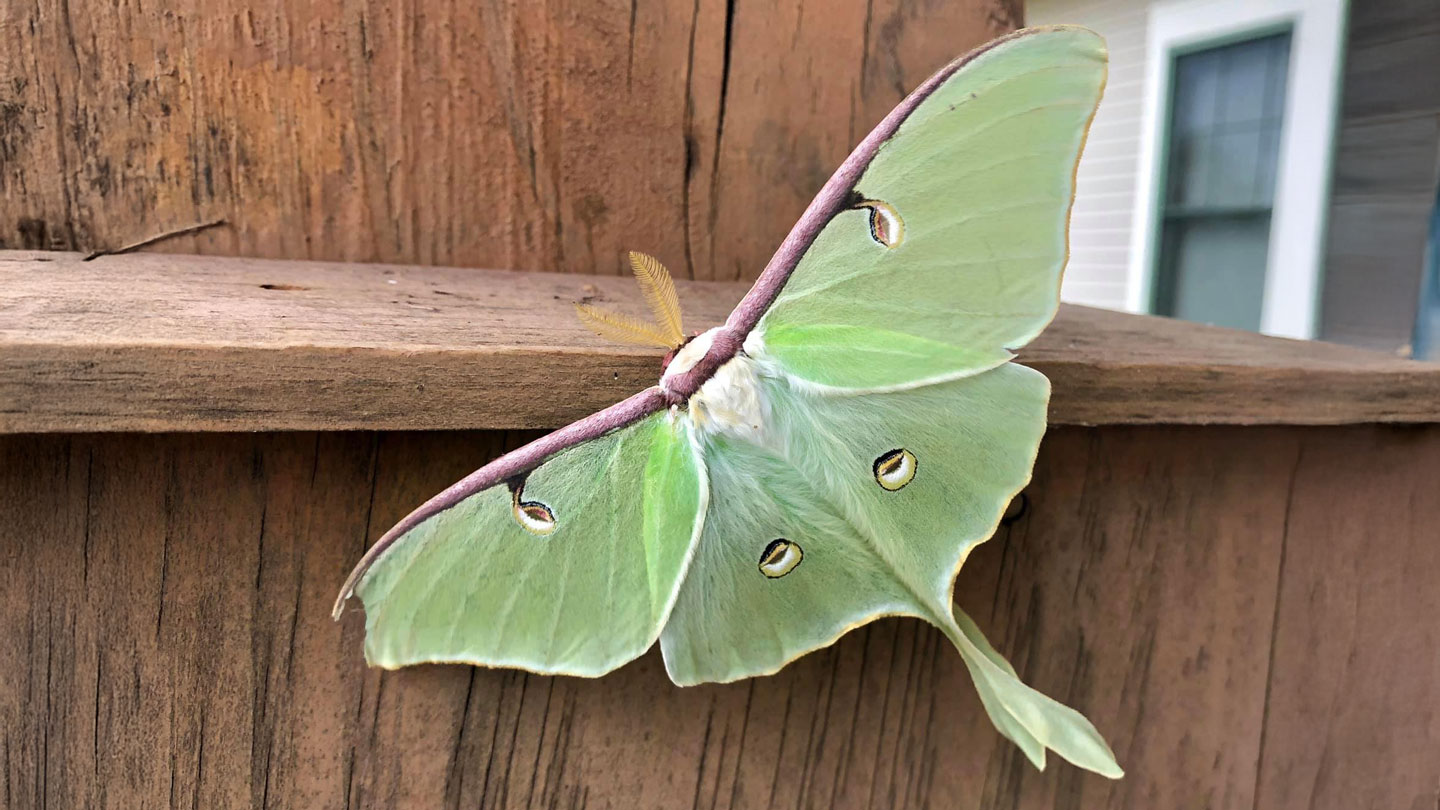 How luna moths grow extravagant wings