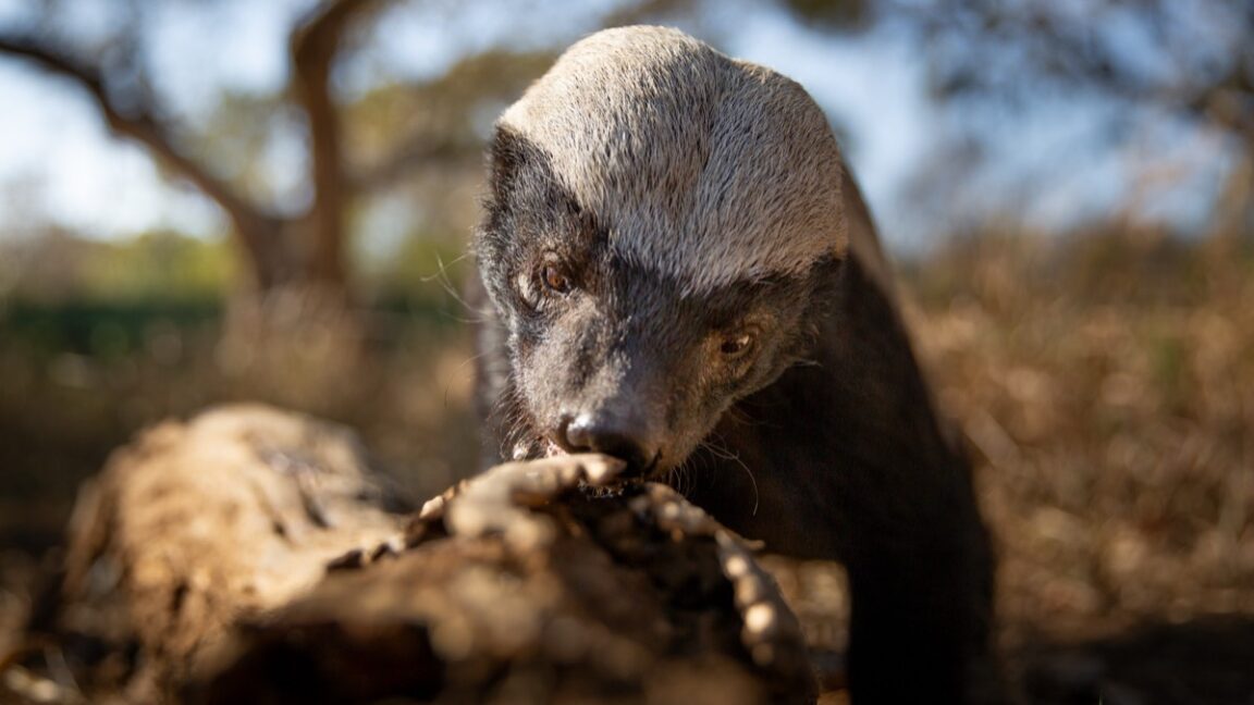 a honey badger investigates a logg in South Africa