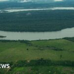 New Brazil development law risks the deforestation of Amazon