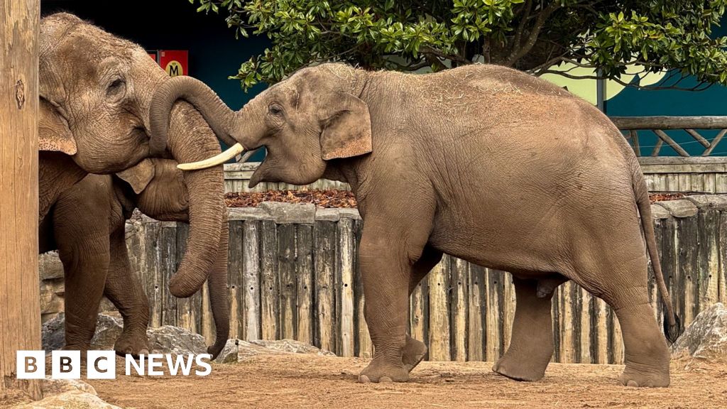 The breakthrough of a deadly elephant virus vaccine