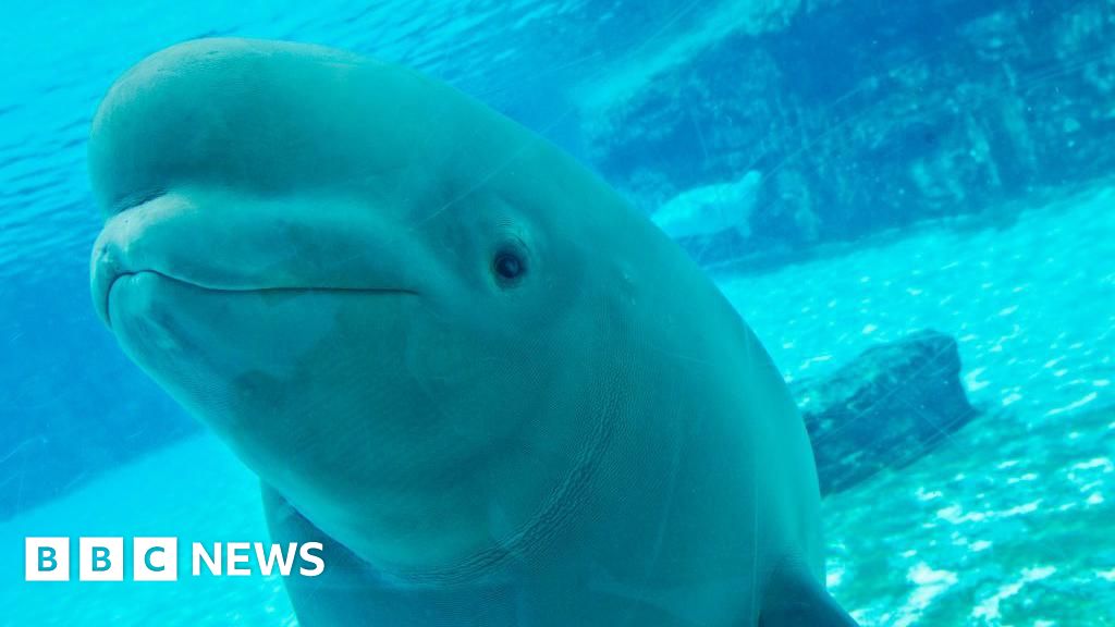 Canadian amusement park threatens to eutanize 30 Beluga whales