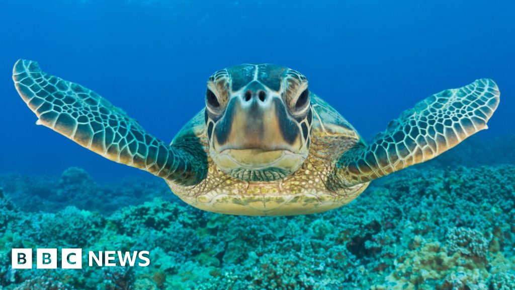 Green turtle bounces off the edge in preserving 'victory'