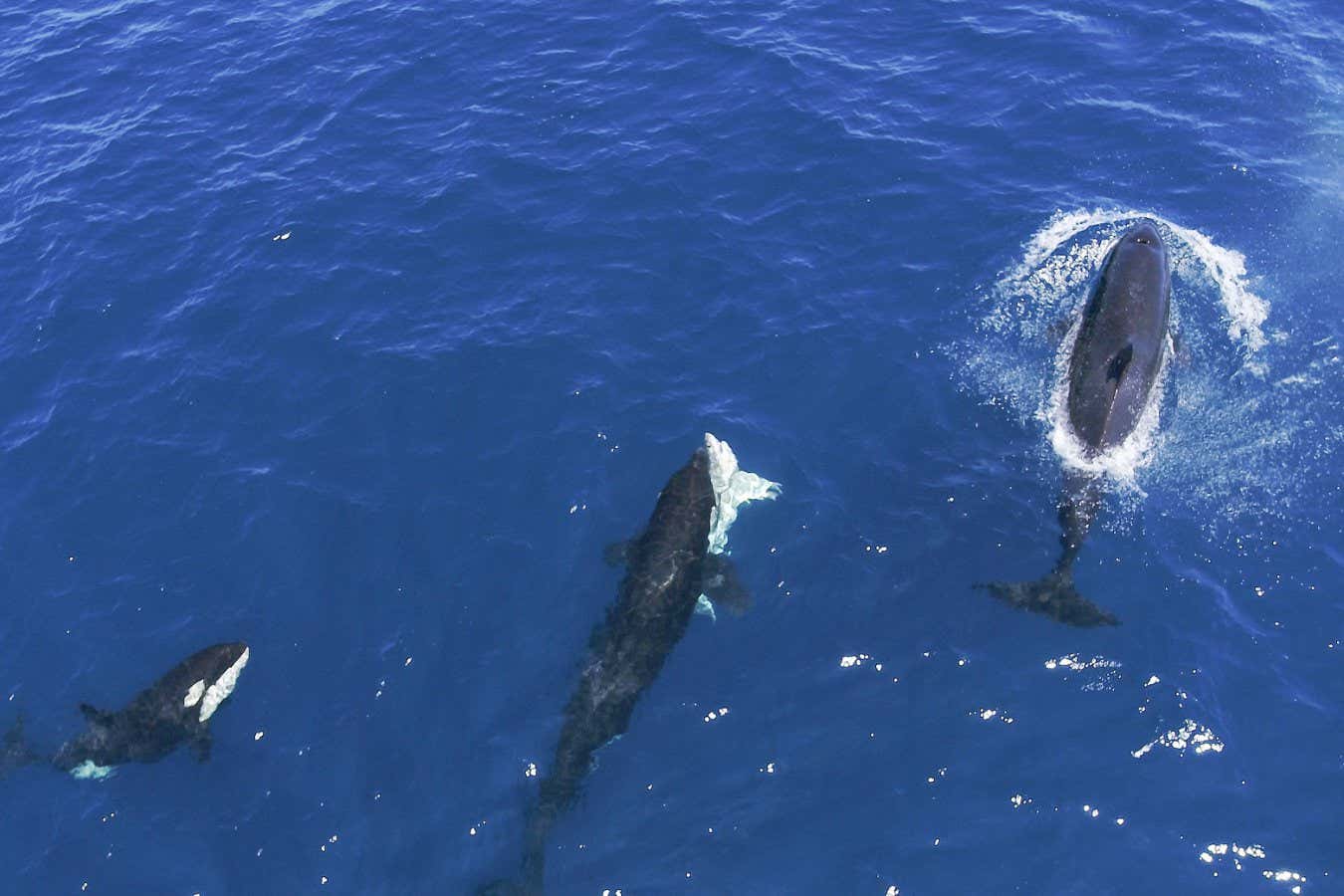 Orcas gang up against great white sharks to eat their livers