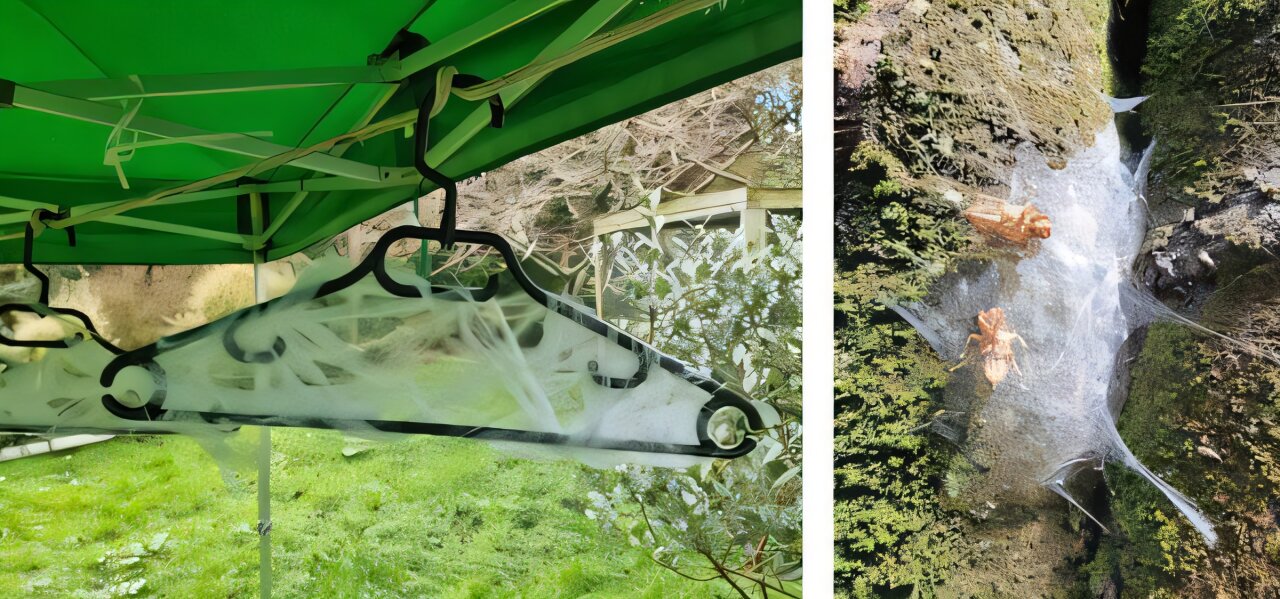 Spiders inspire biologists to create artificial webs to capture airborne DNA to monitor biodiversity