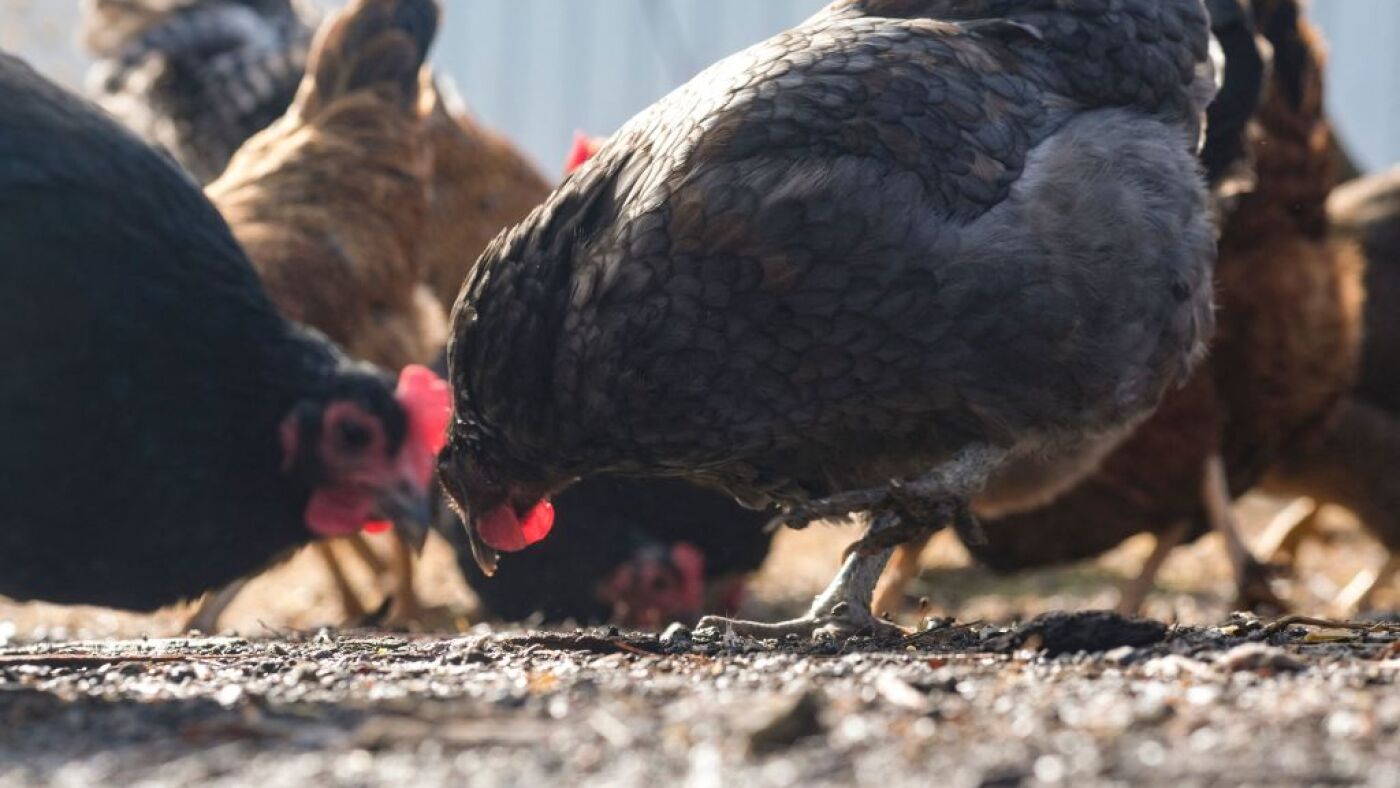 Avian flu surges in poultry as federal response scales back: vaccinations